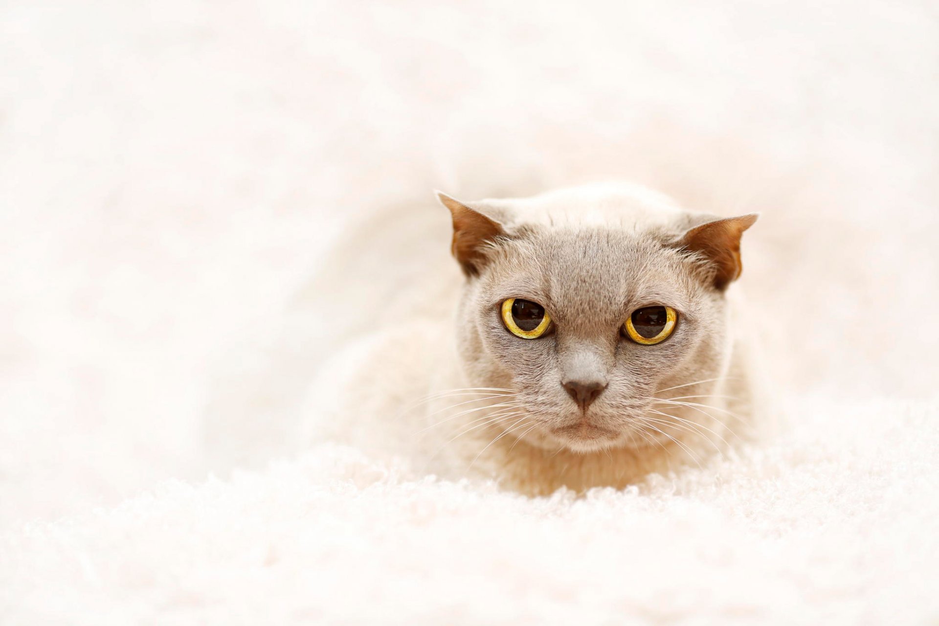 mirada ojos gato