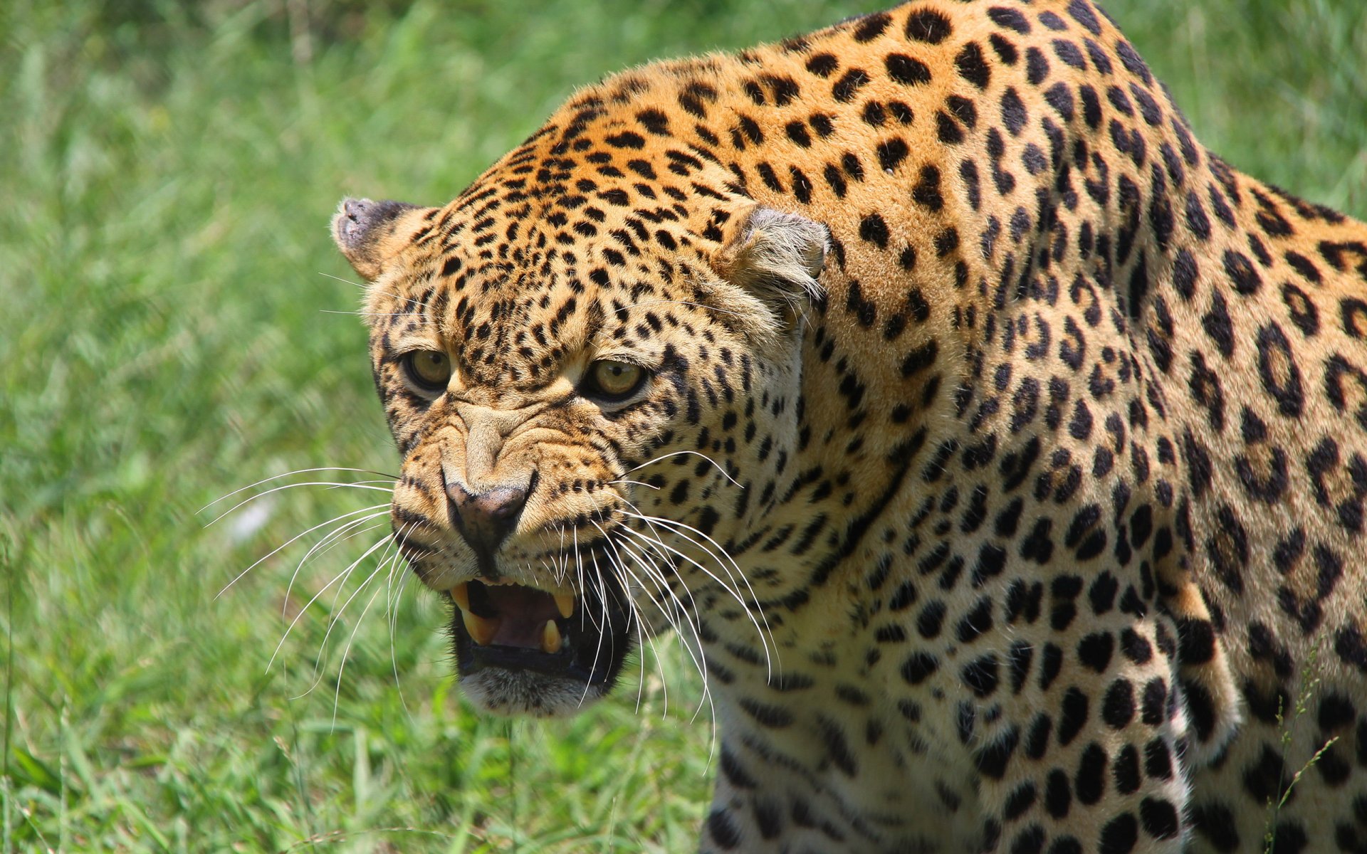 leopardo hocico depredador sonrisa ogressia