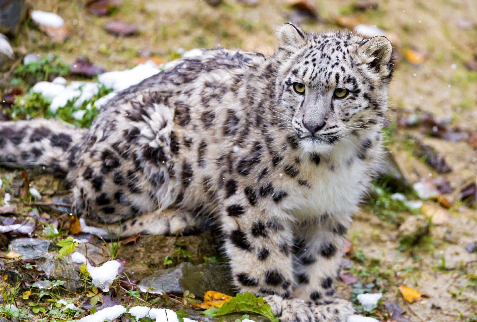 snowy leopardo irbis guarda