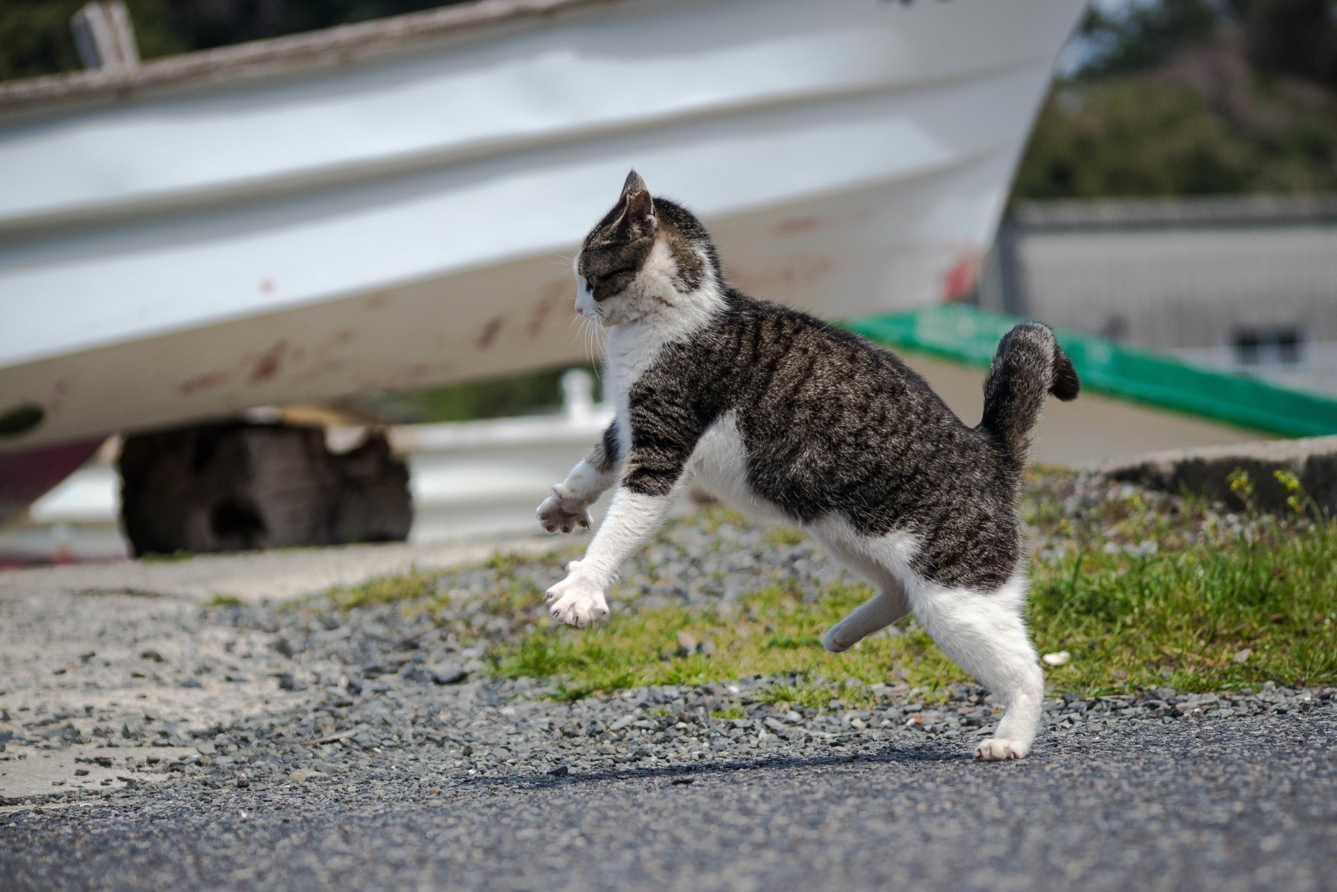 кот кошак котяра атака