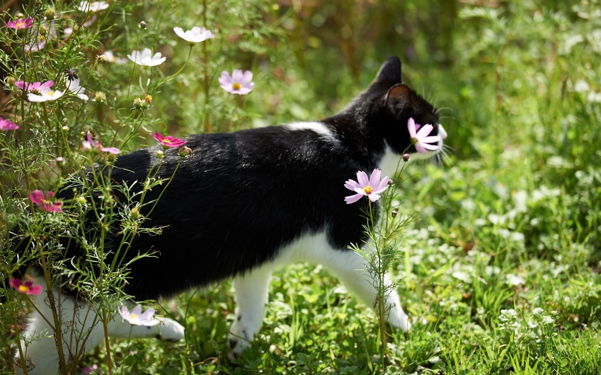 chat fleurs cosmée
