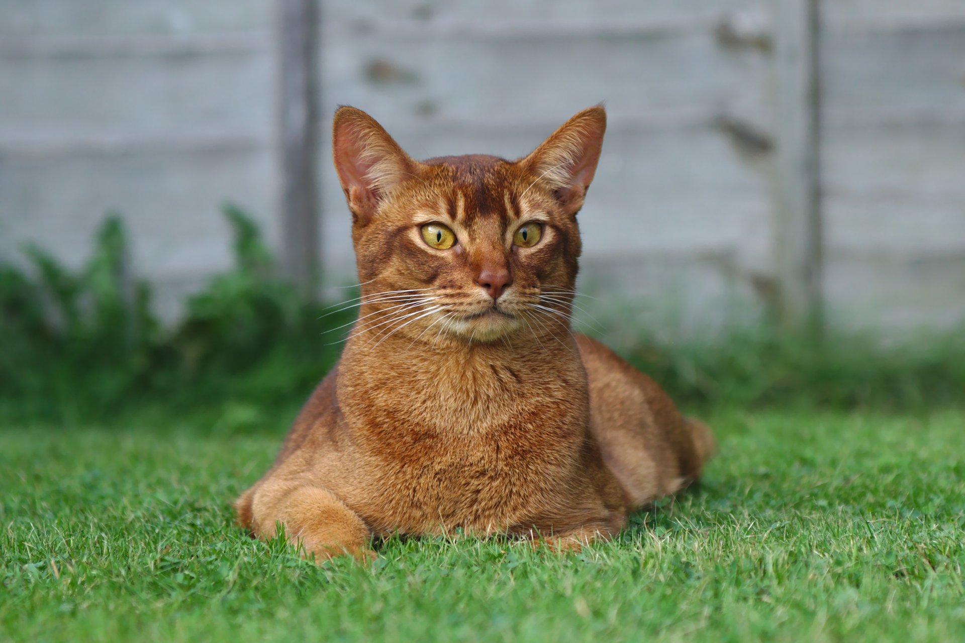 gato pelirroja mirada mentira hierba