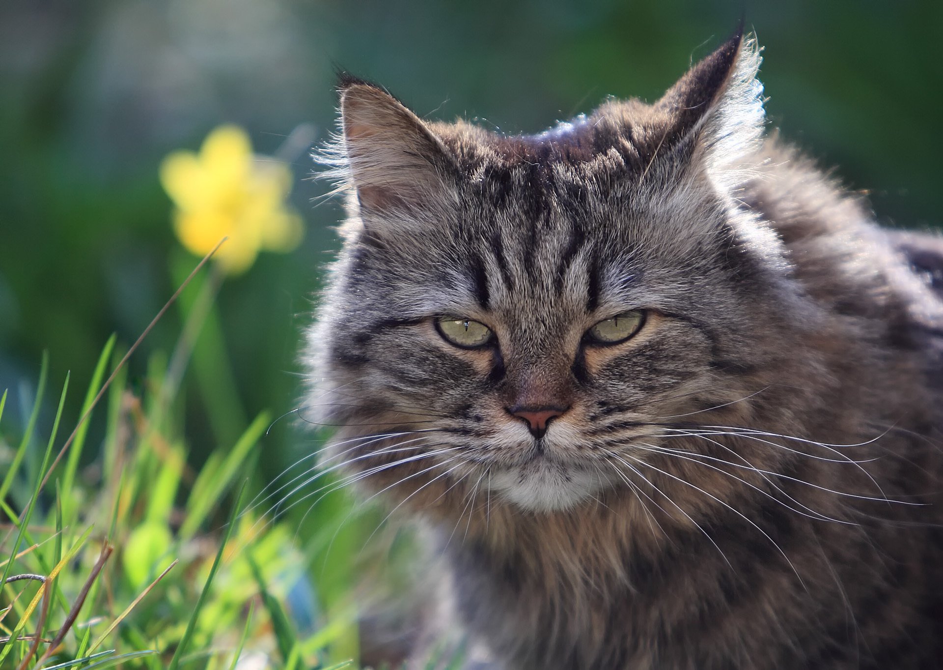 kot puszysty pysk spojrzenie trawa lato natura