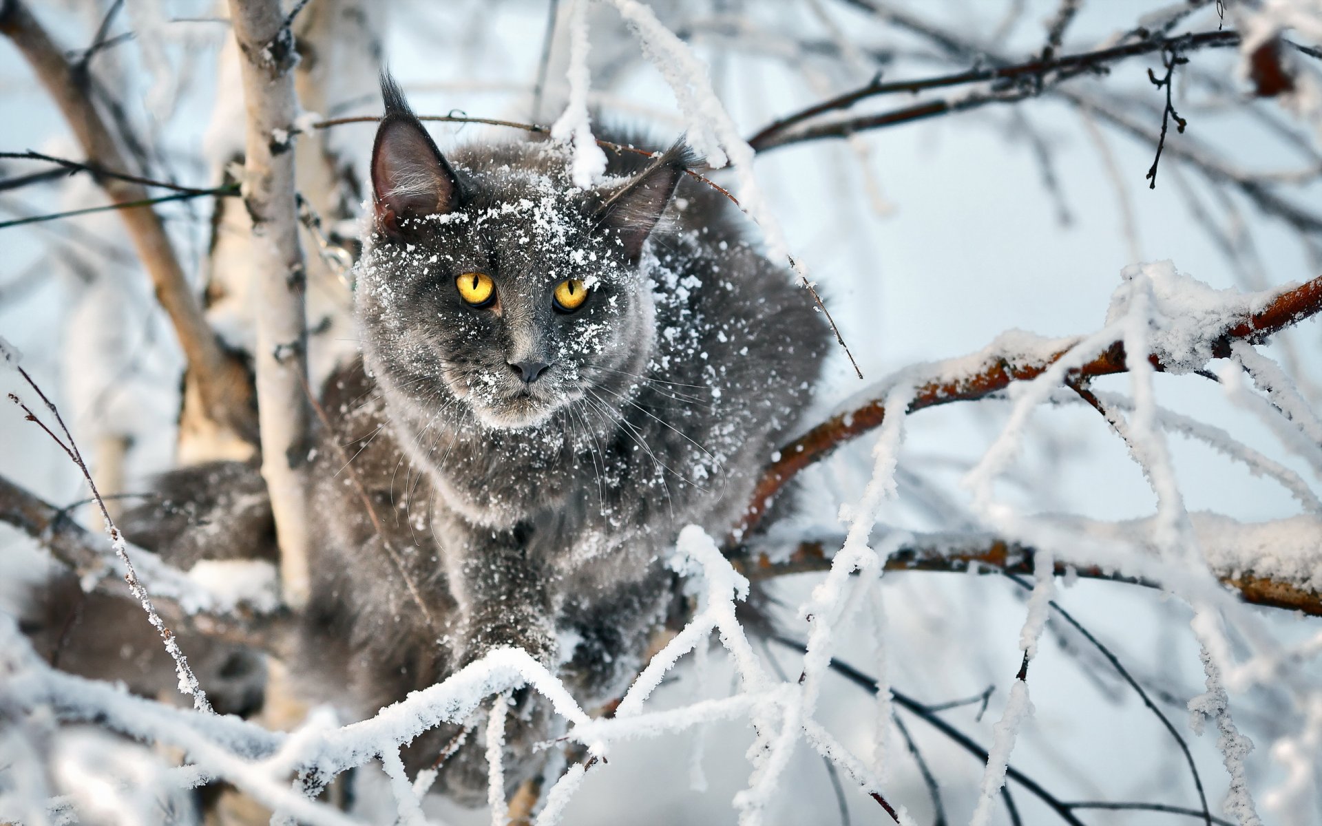 кошка взгляд фон