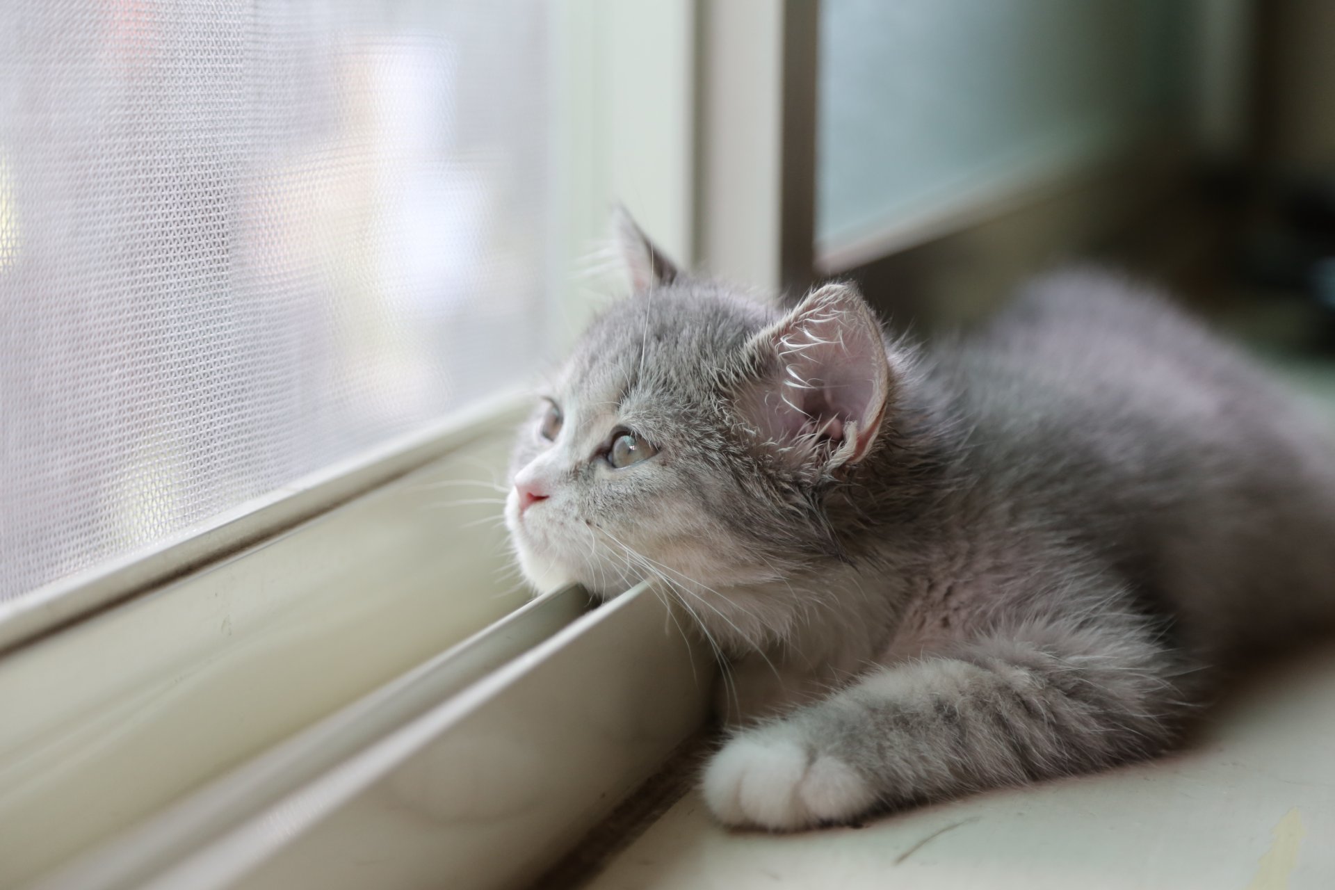 gato mirada fondo