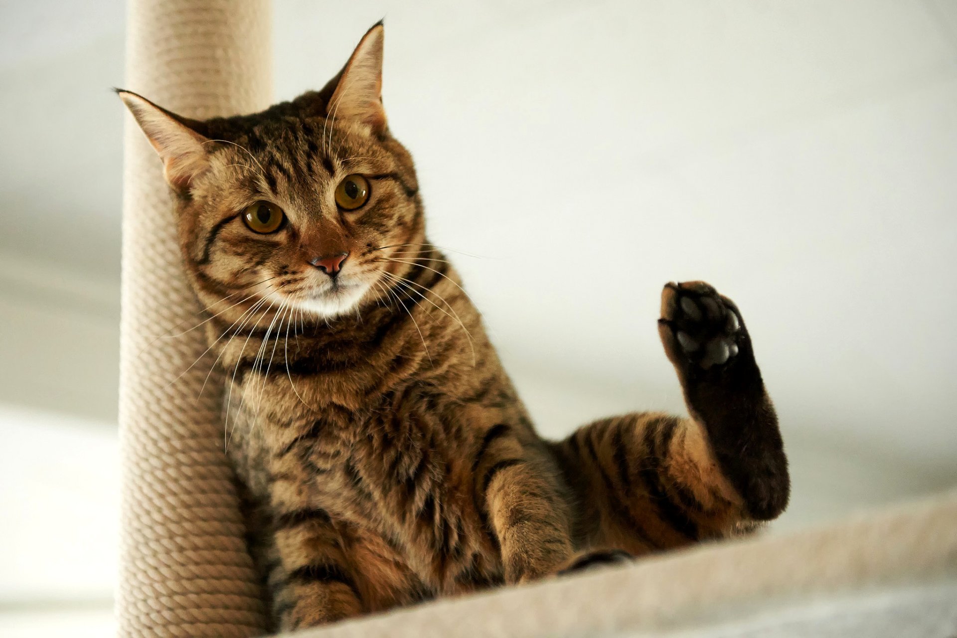 gatto sguardo zampa seduta sfondo