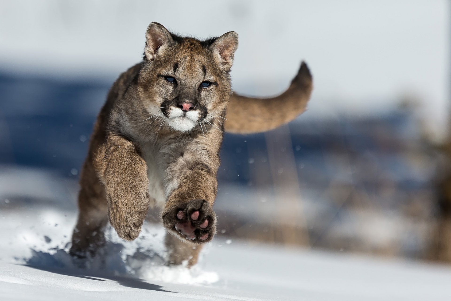 puma śnieg zima