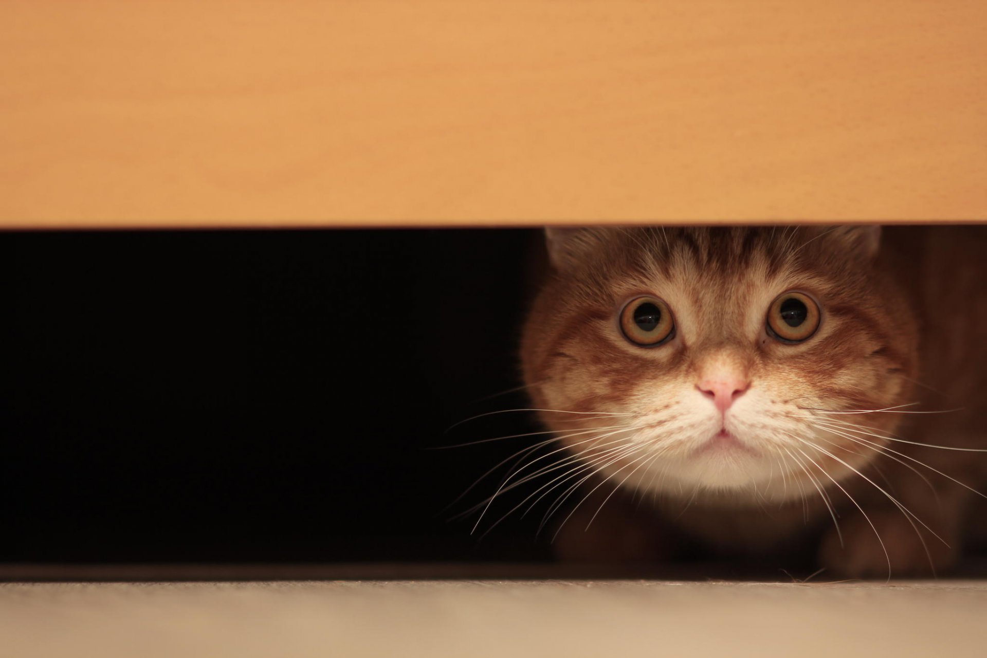 katze wolle schnurrbart blick boden