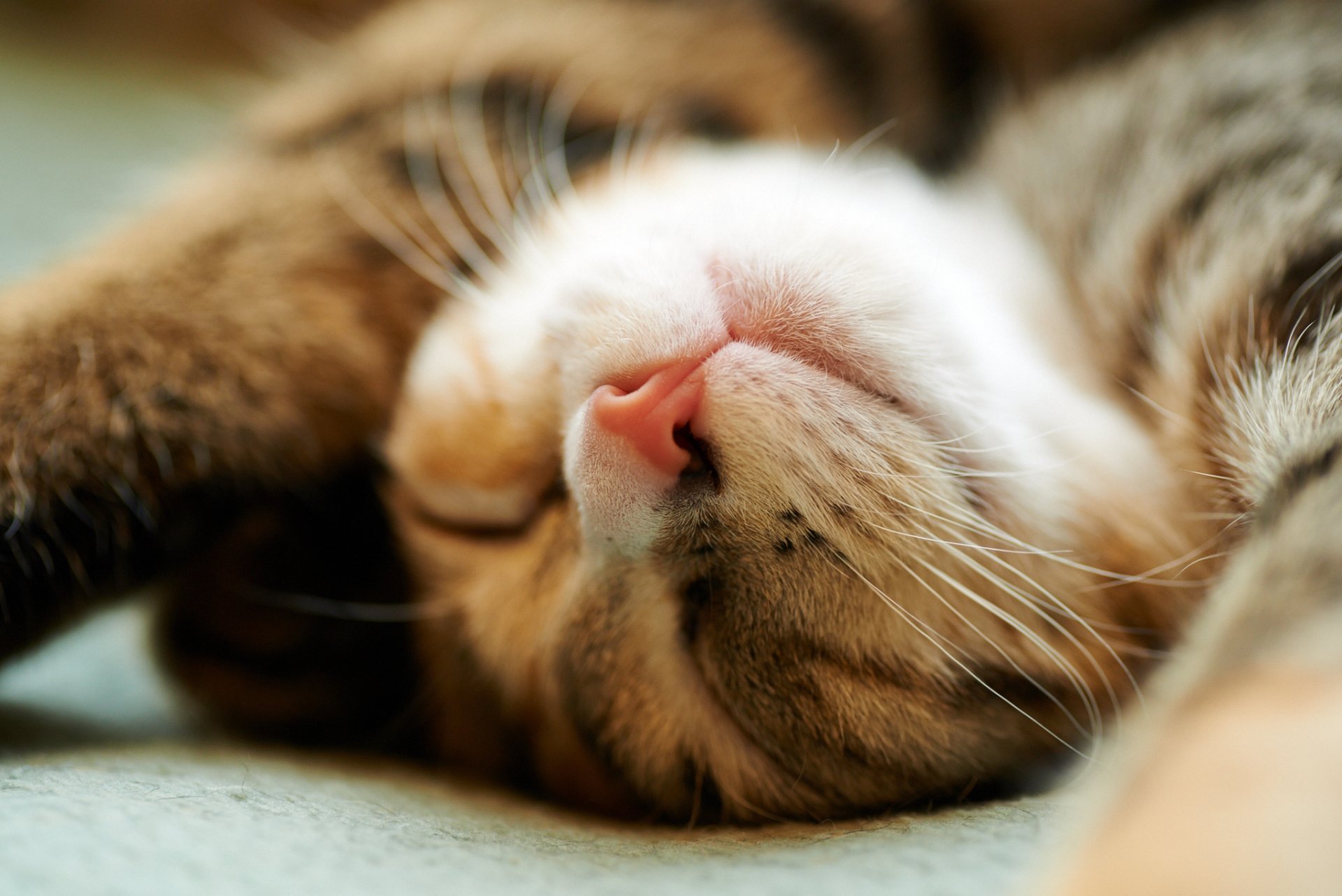 cat cat muzzle sleeping