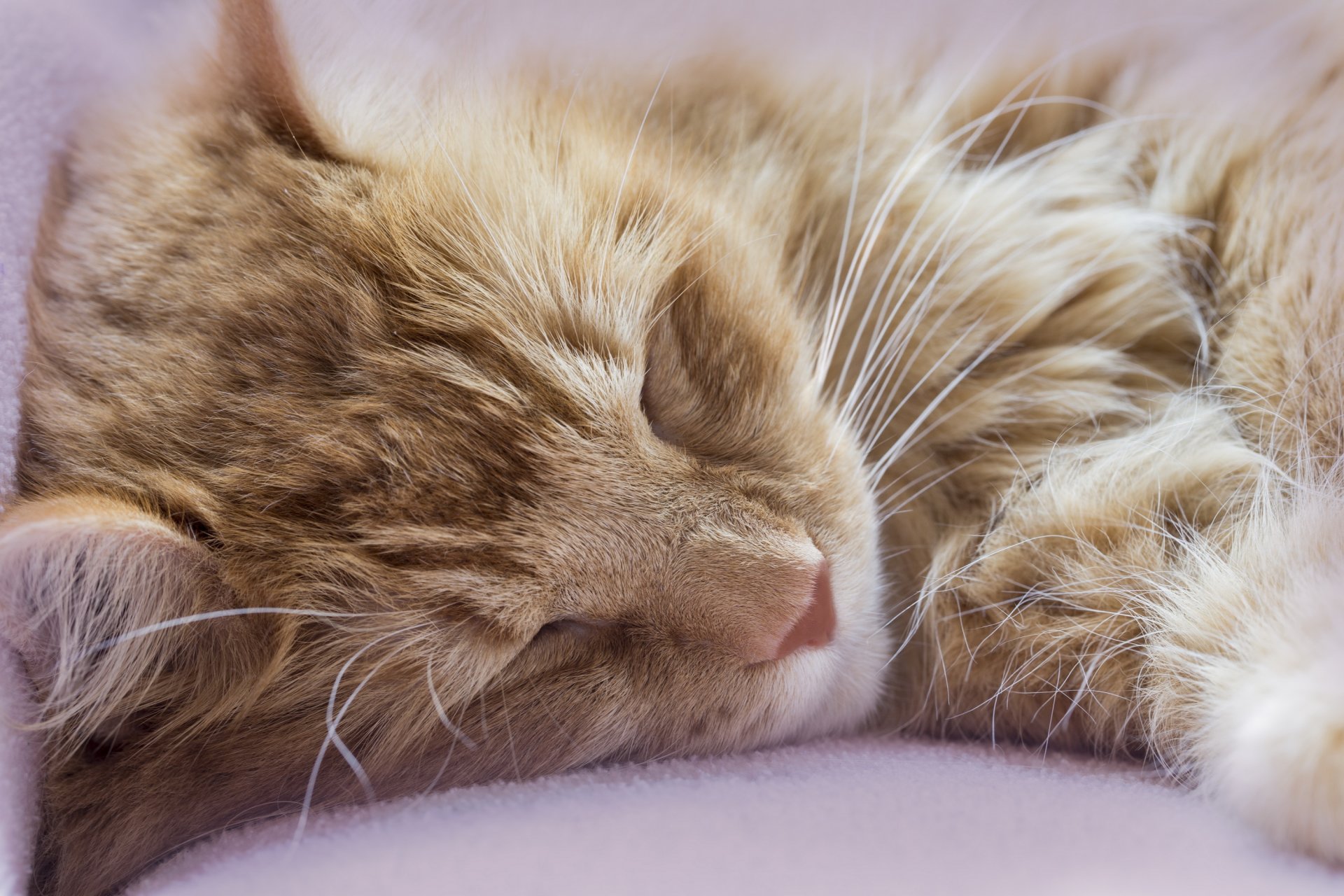 katze rot schlafen ausruhen