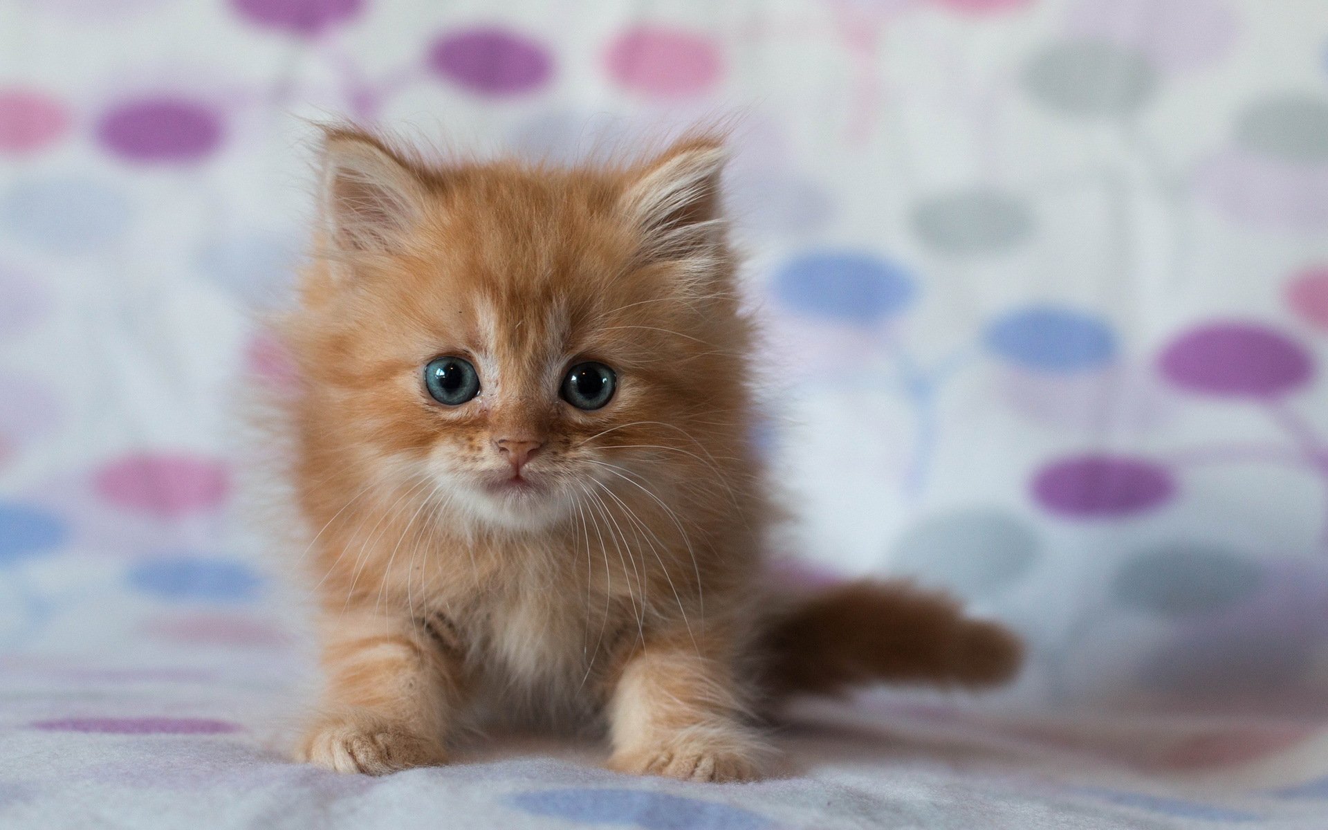 katze blick hintergrund