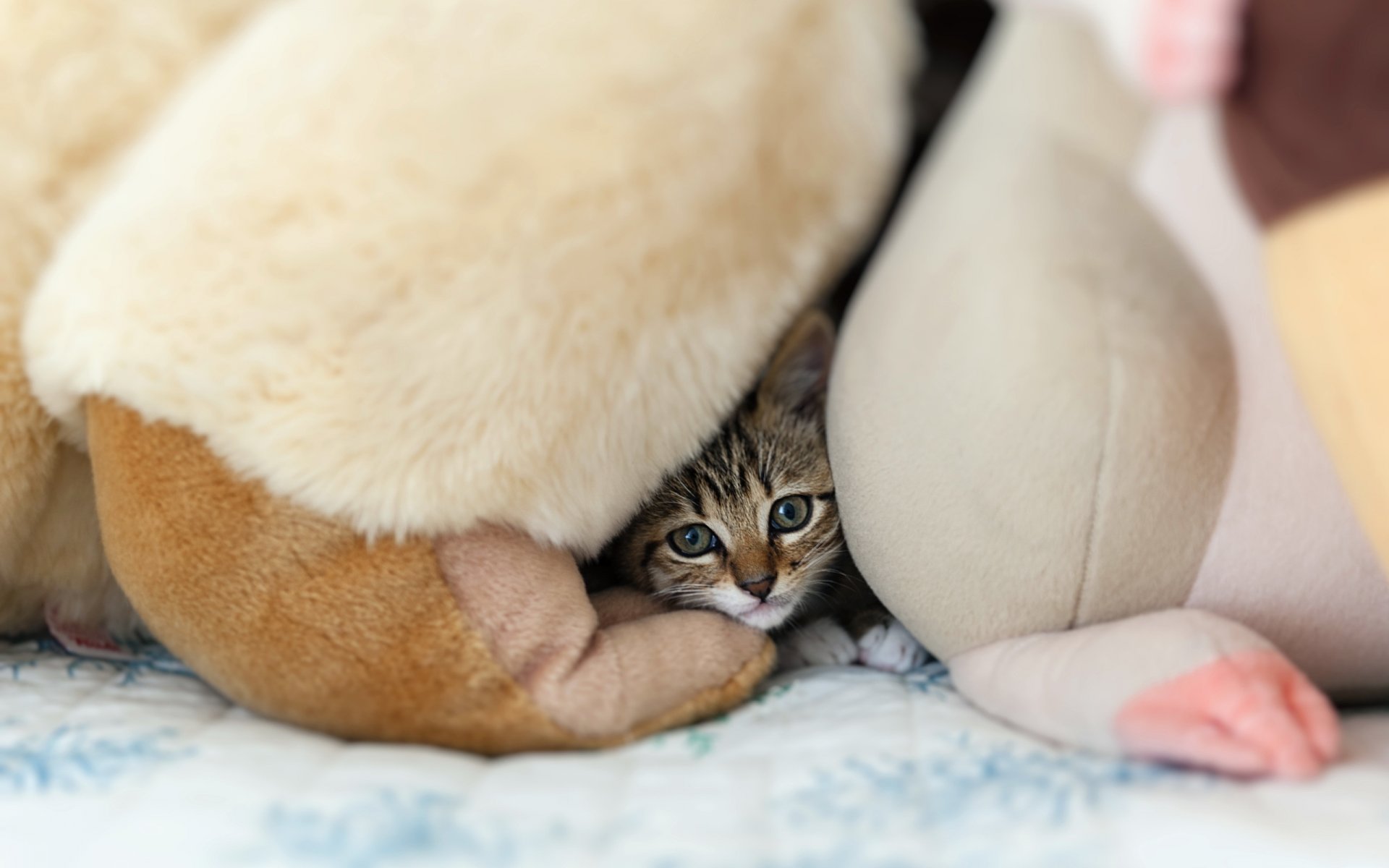 chat vue fond