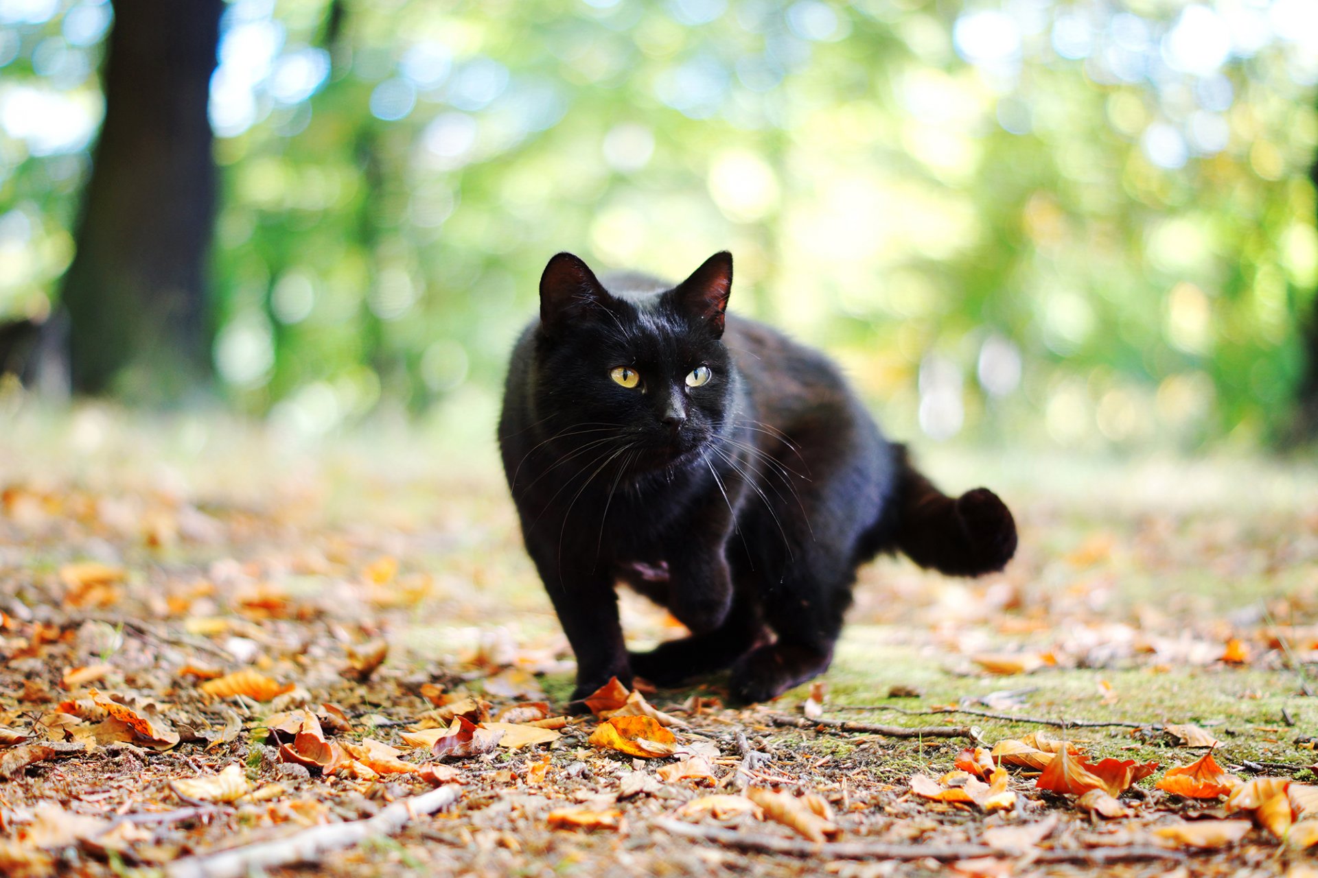 chat chat noir automne feuilles