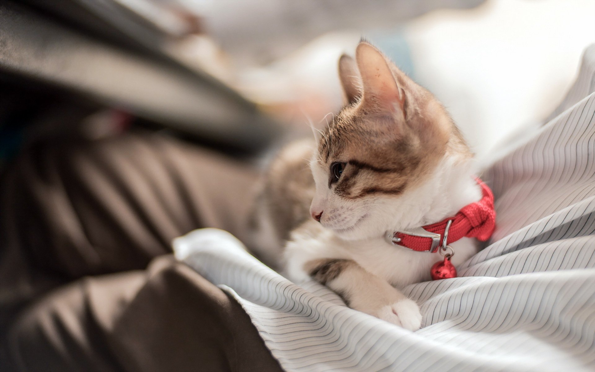 chat vue maison