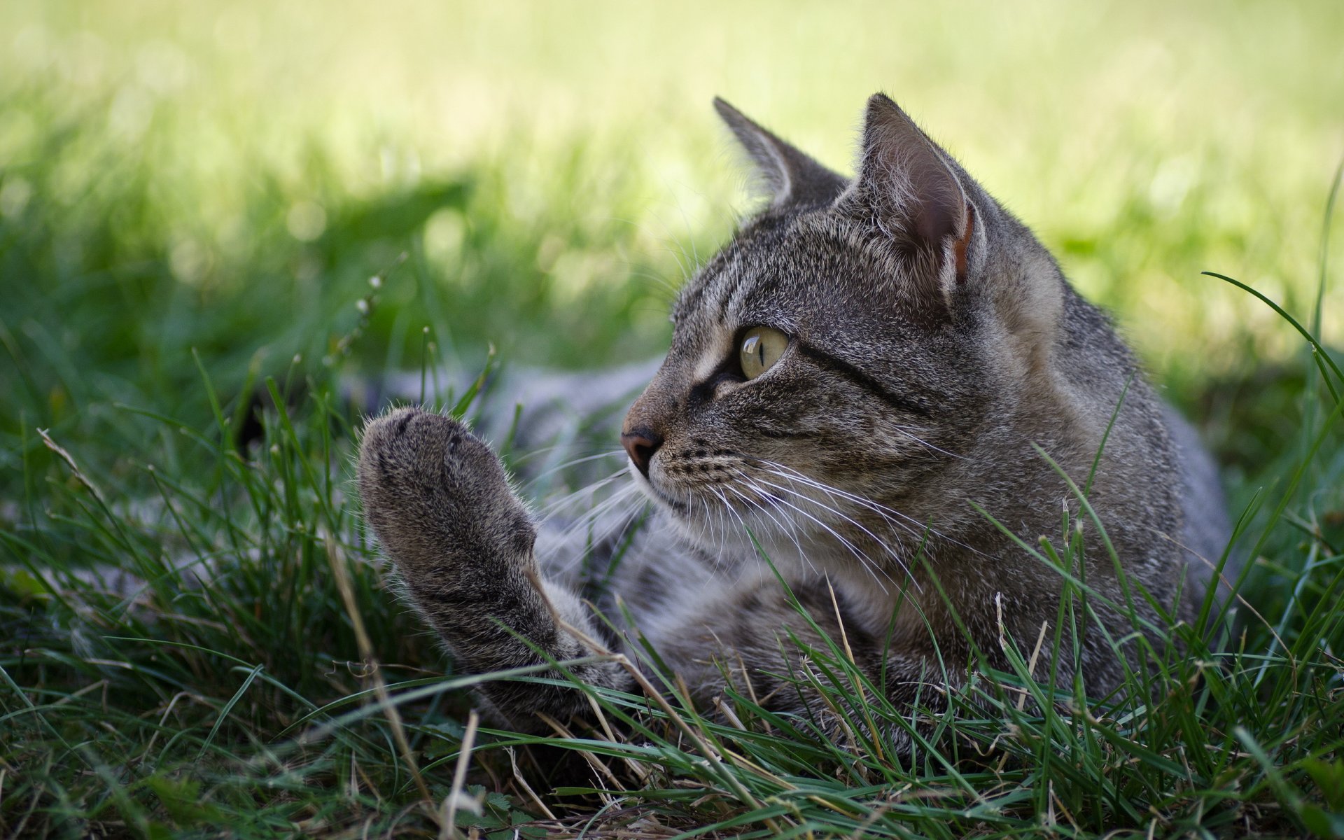 grass cat cat gray profile