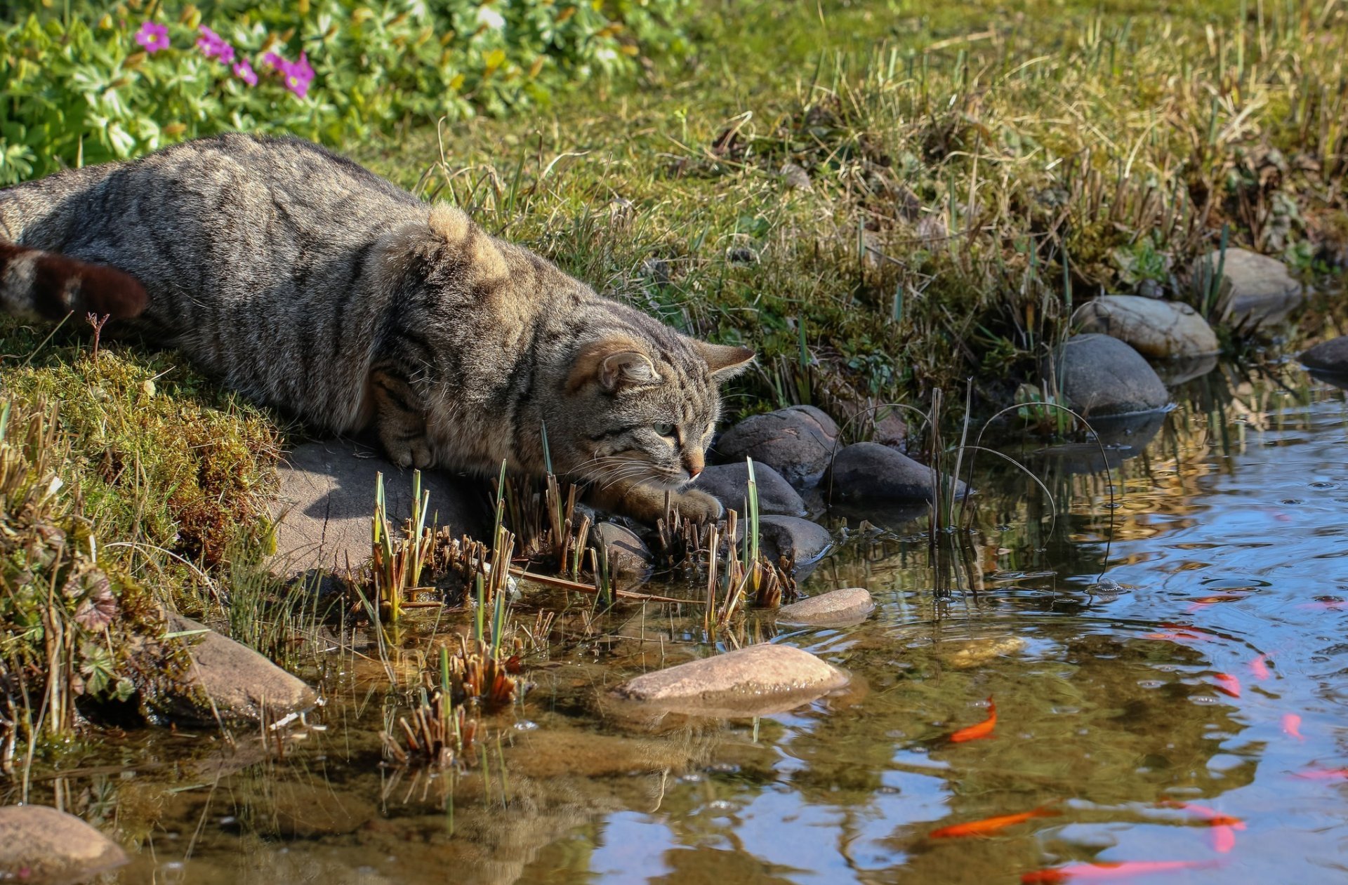 riva erba rocce pesci gatto grigio a strisce caccia furtivamente segue osserva anticipa