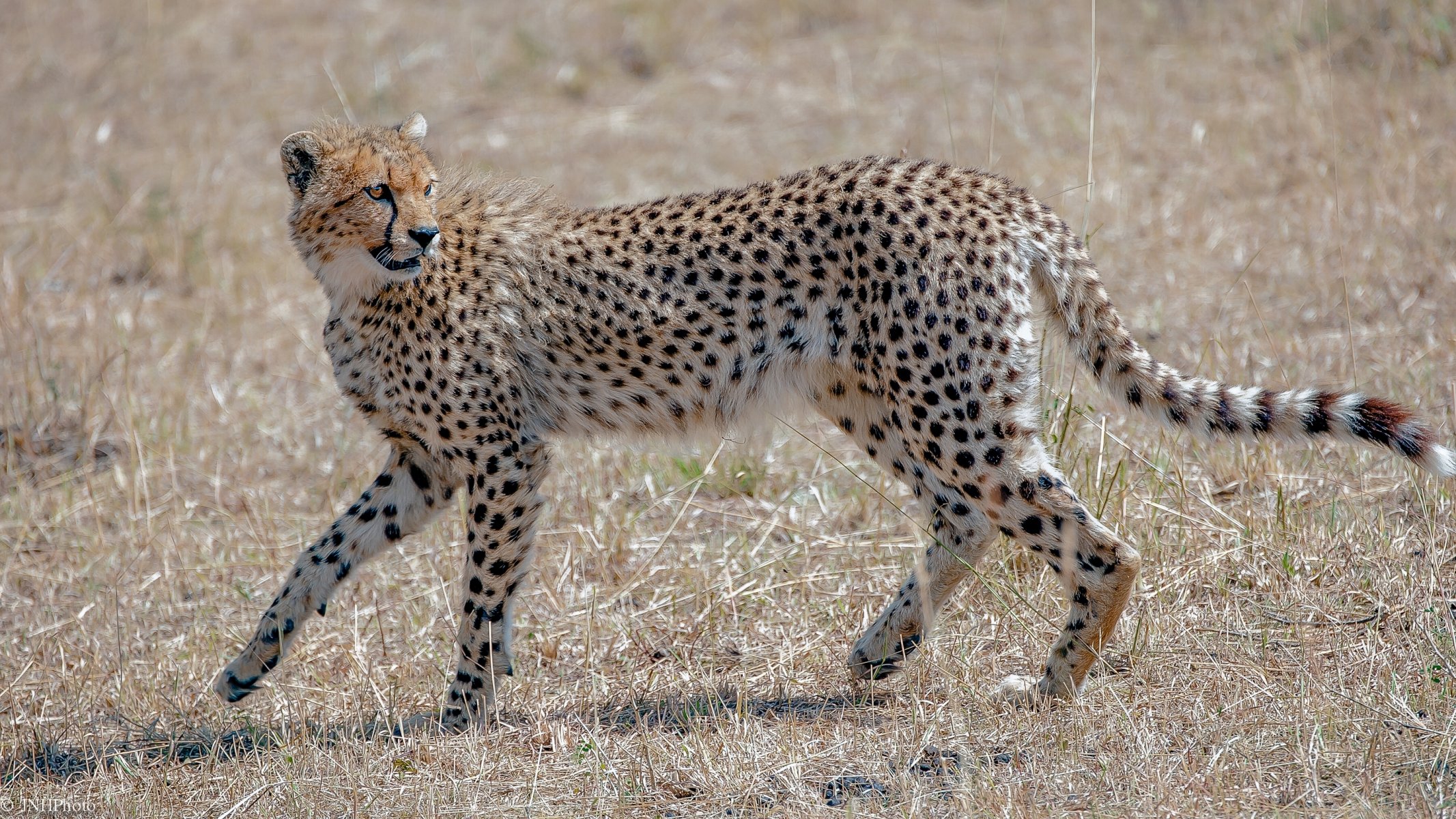 gepard żbik drapieżnik gracja