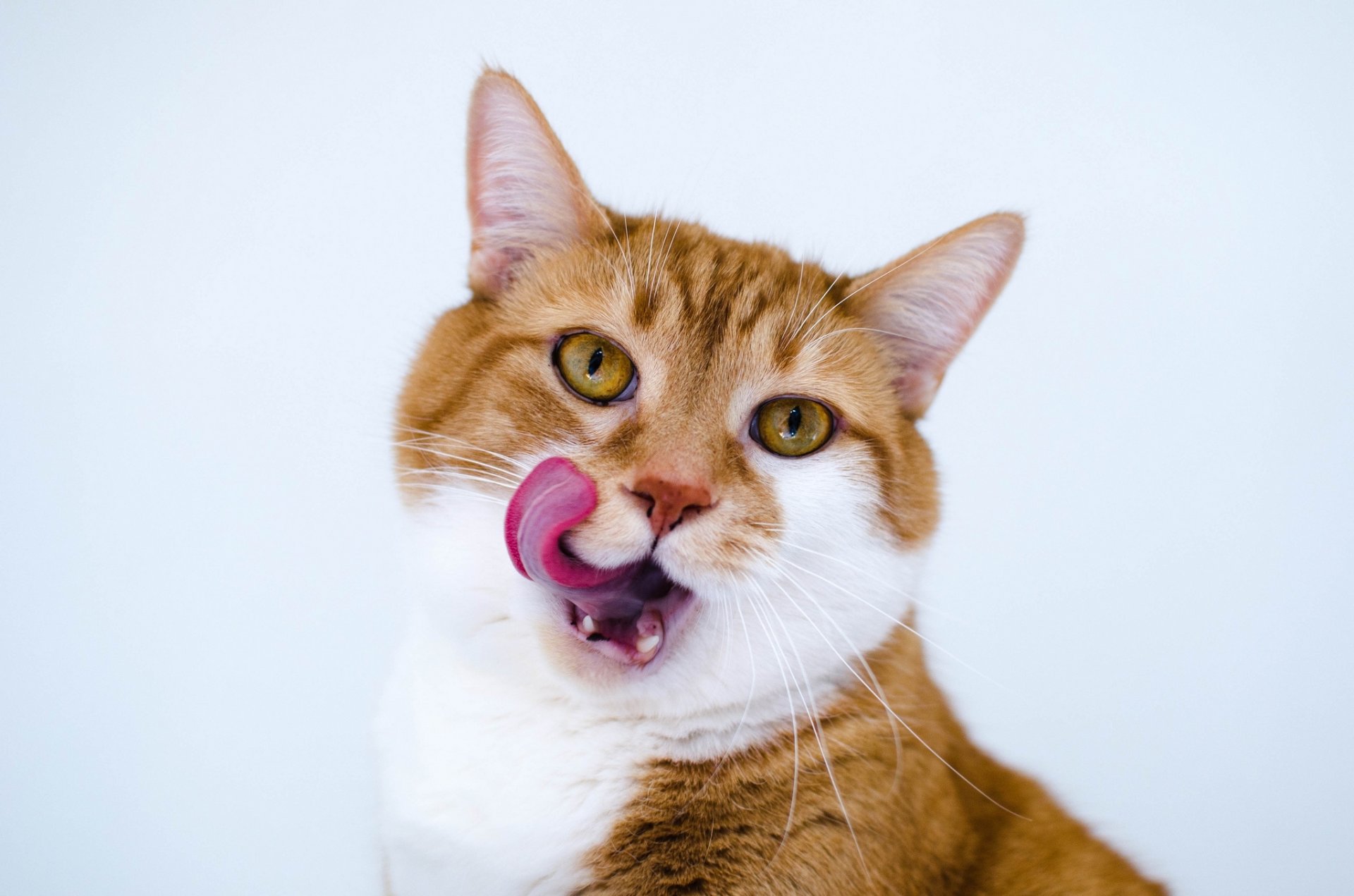 gato lana lengua mirada