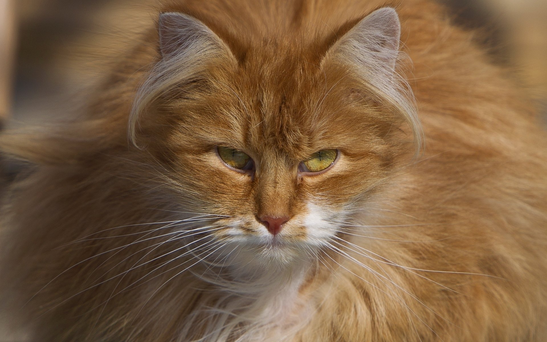 gatto rosso peloso sguardo