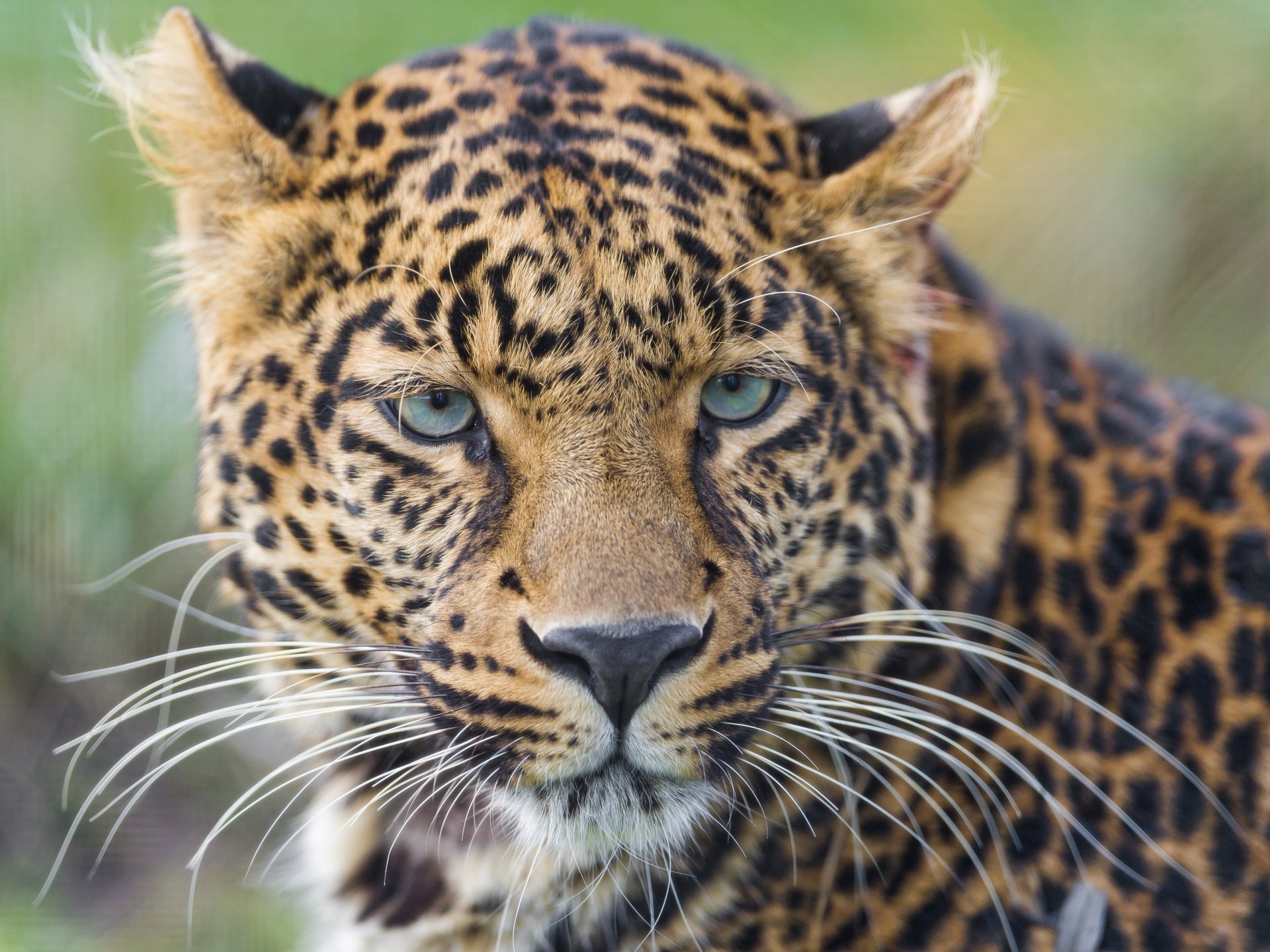 leopardo gato salvaje hocico bigote mirada retrato