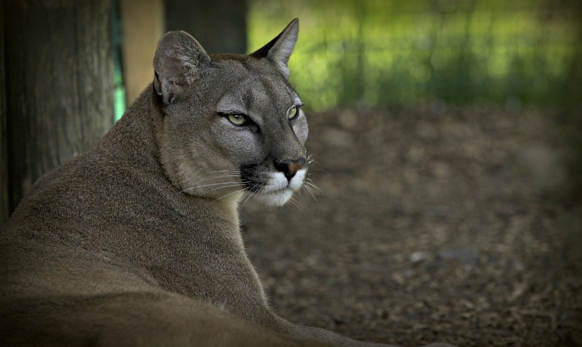 puma cougar mountain lion wild cat predator face sports © ania jone