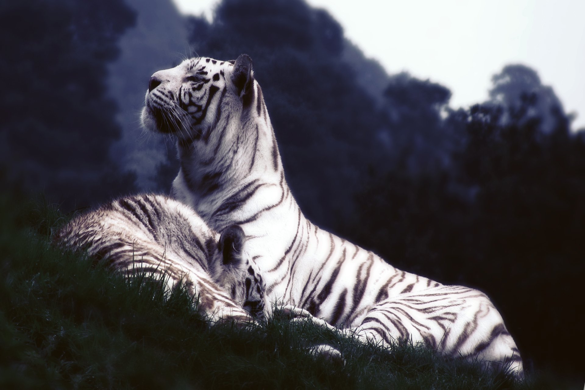 tiger white gra