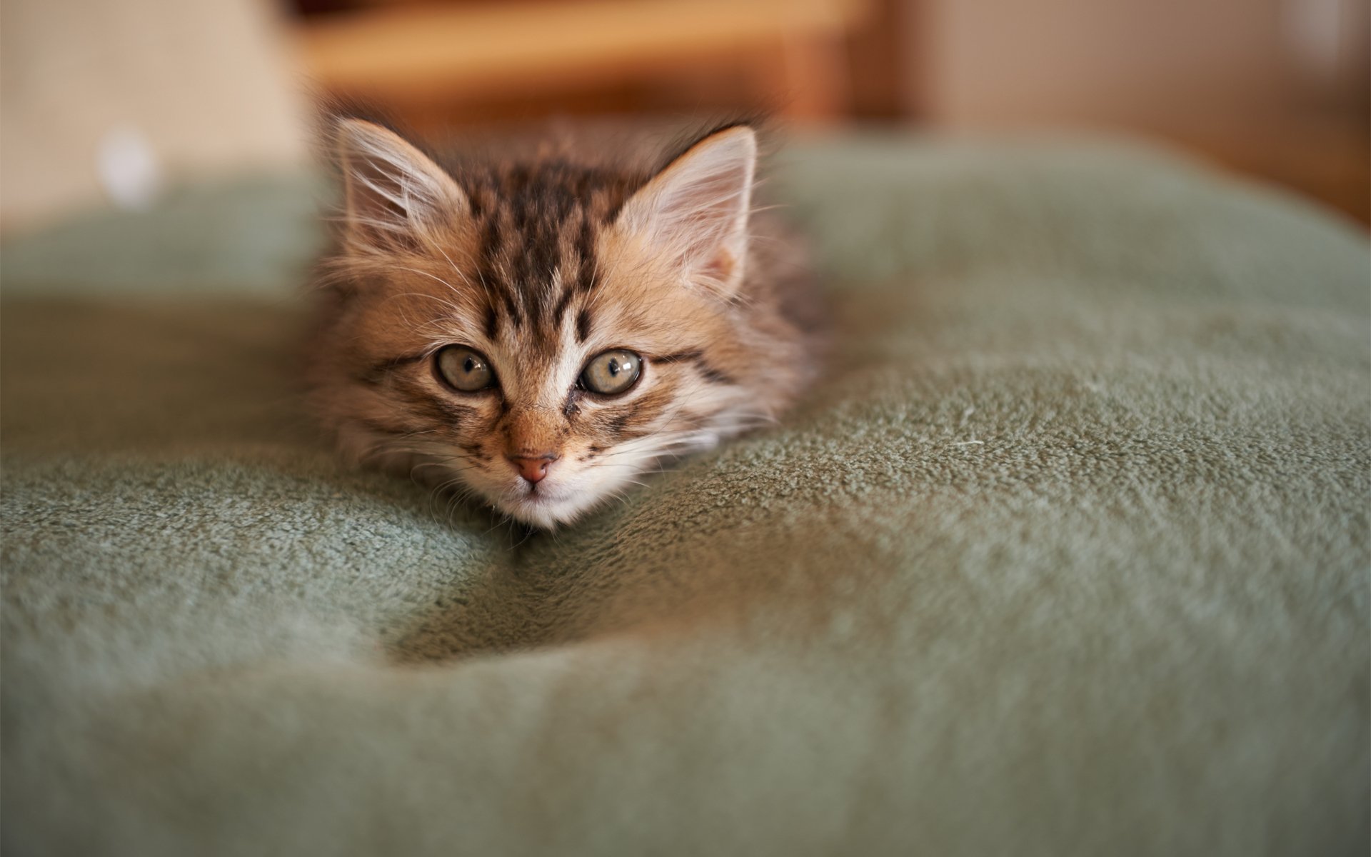 gattino gatto copriletto muso muso zampa