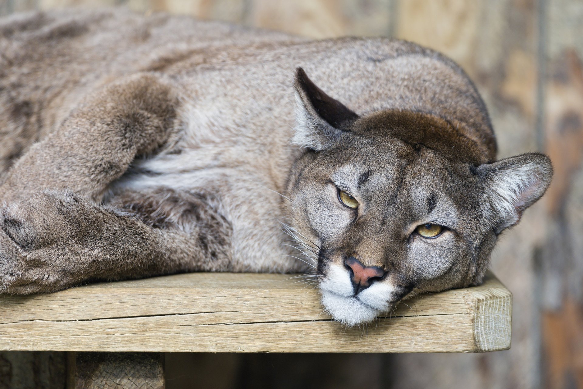 puma kuguar lew górski kot spojrzenie ©tambako jaguar