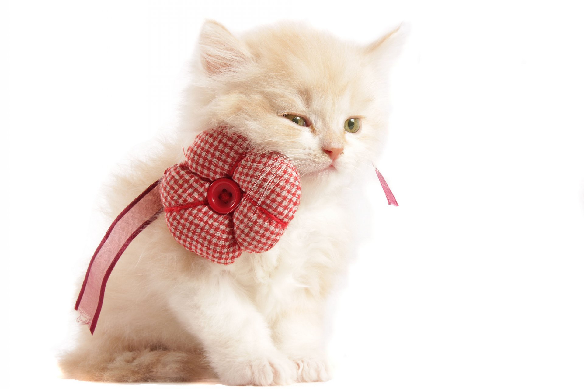 chaton beige ruban fleur bouton fond blanc