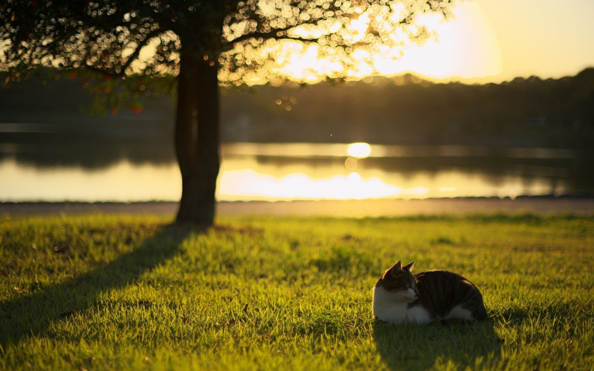 loin nature herbe verdure silhouettes ombres boule