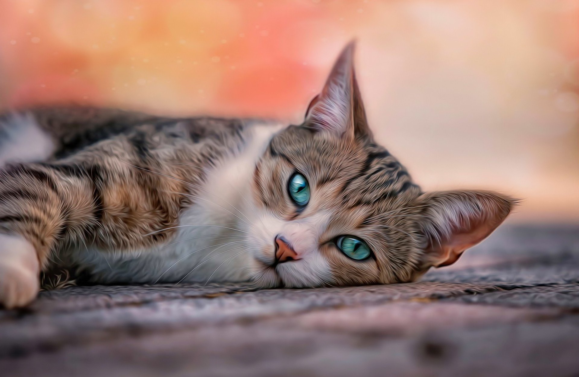 arrière-plan flou traitement chat chat moustache rayures vert-bleu yeux tapis se trouve regarder