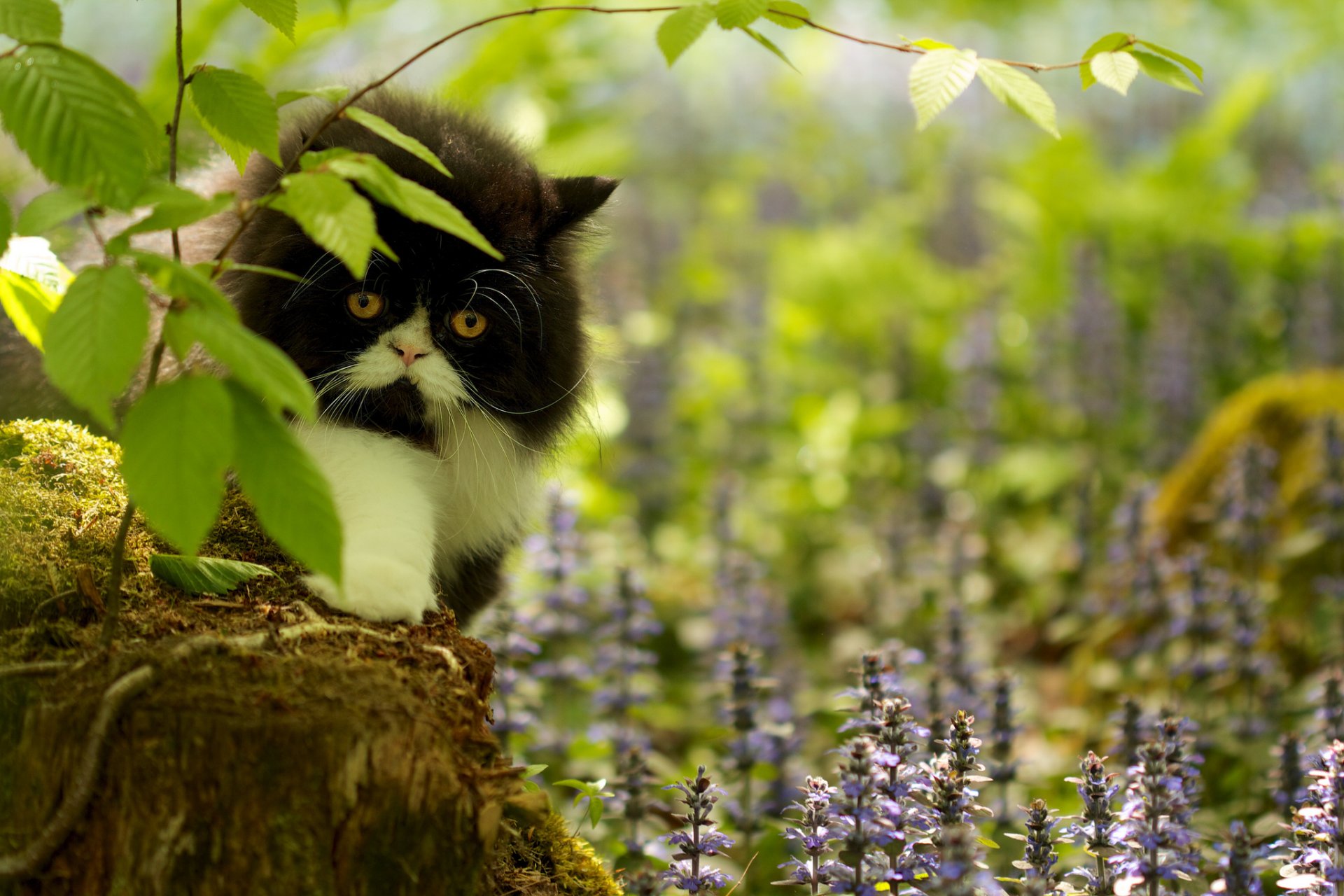 gras blumen zweige stumpf moos katze blick