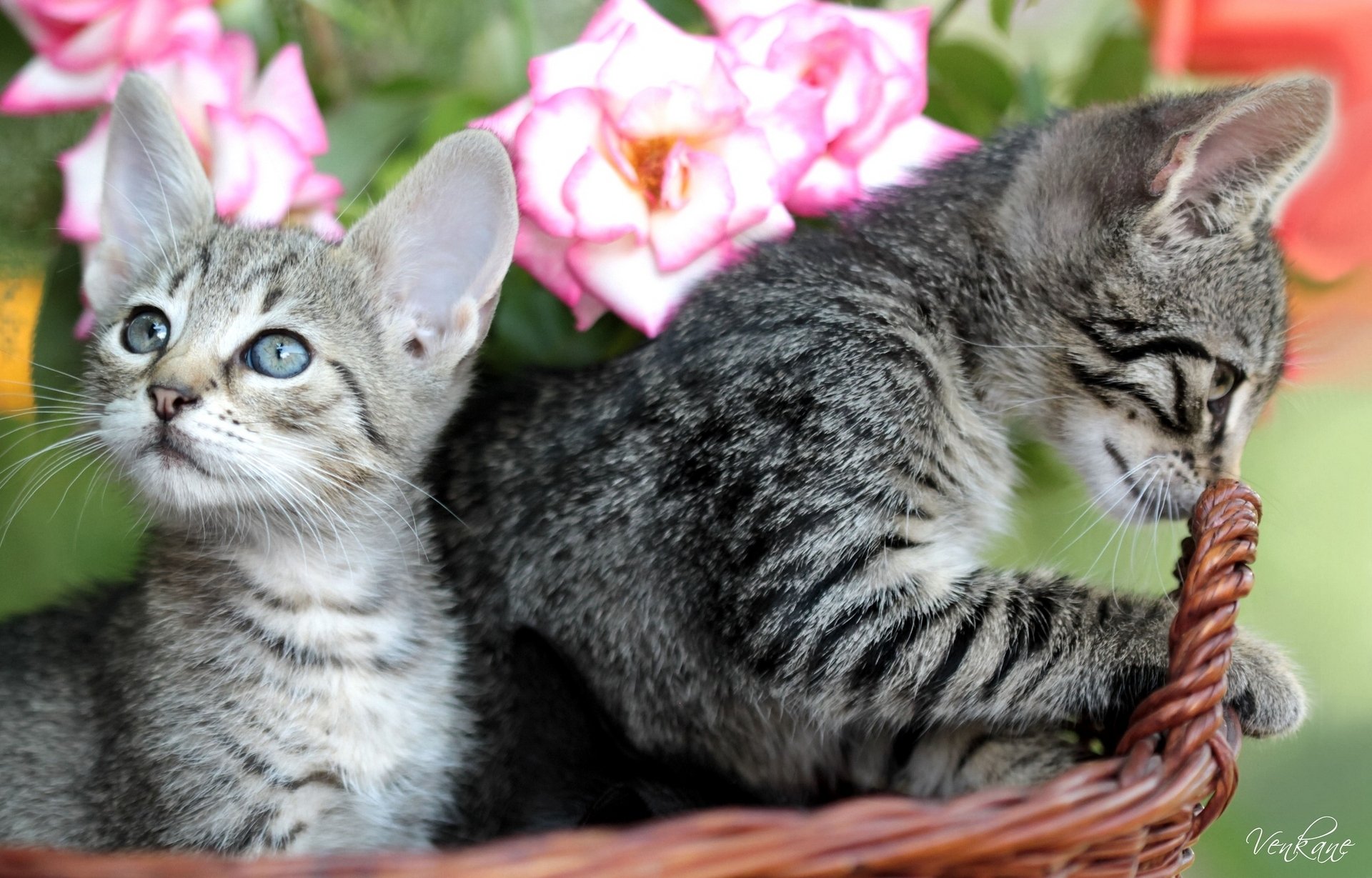 gatitos cesta rosas