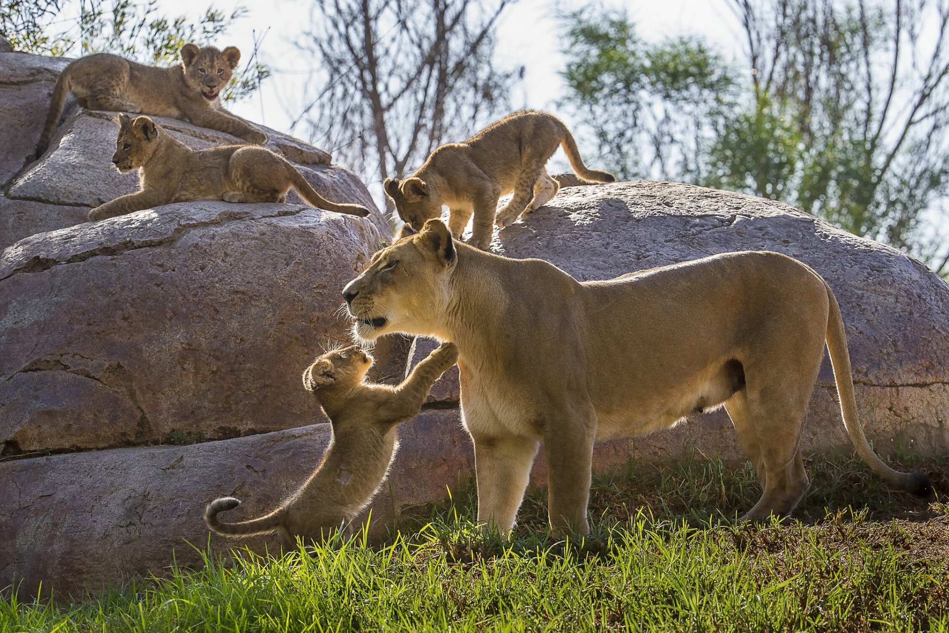 leones leona cachorros gatitos cachorros maternidad piedras