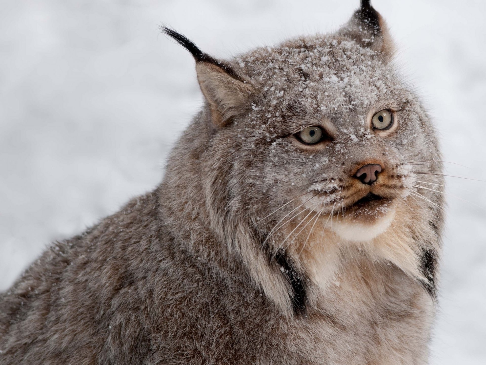 lince depredador nieve