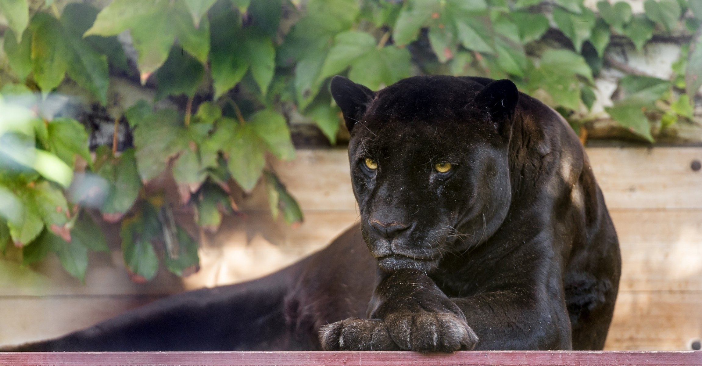 schwarzer jaguar panther wildkatze raubtier schnauze pfoten laub rest