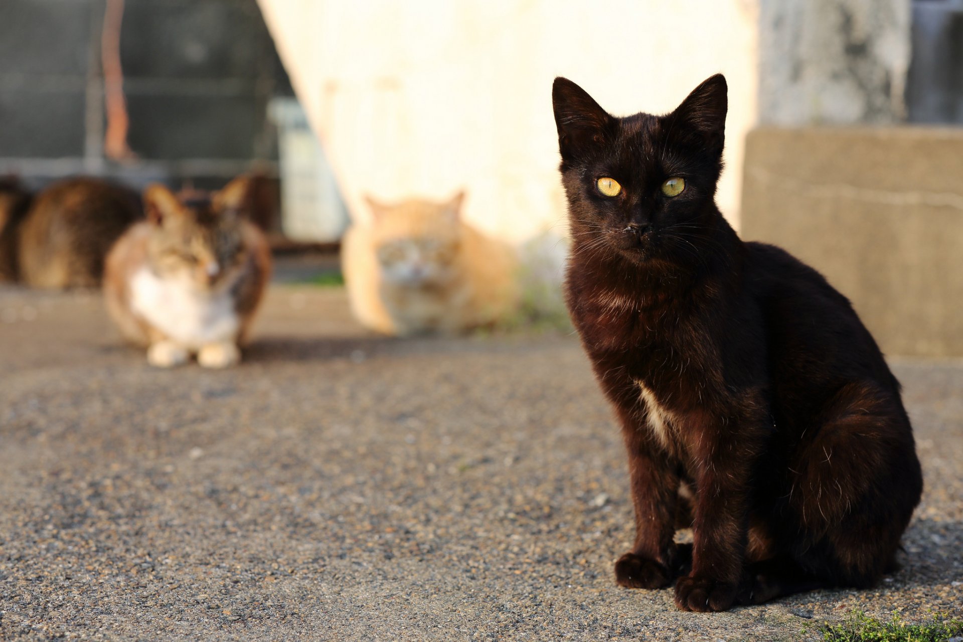 cats street port cat cat black look