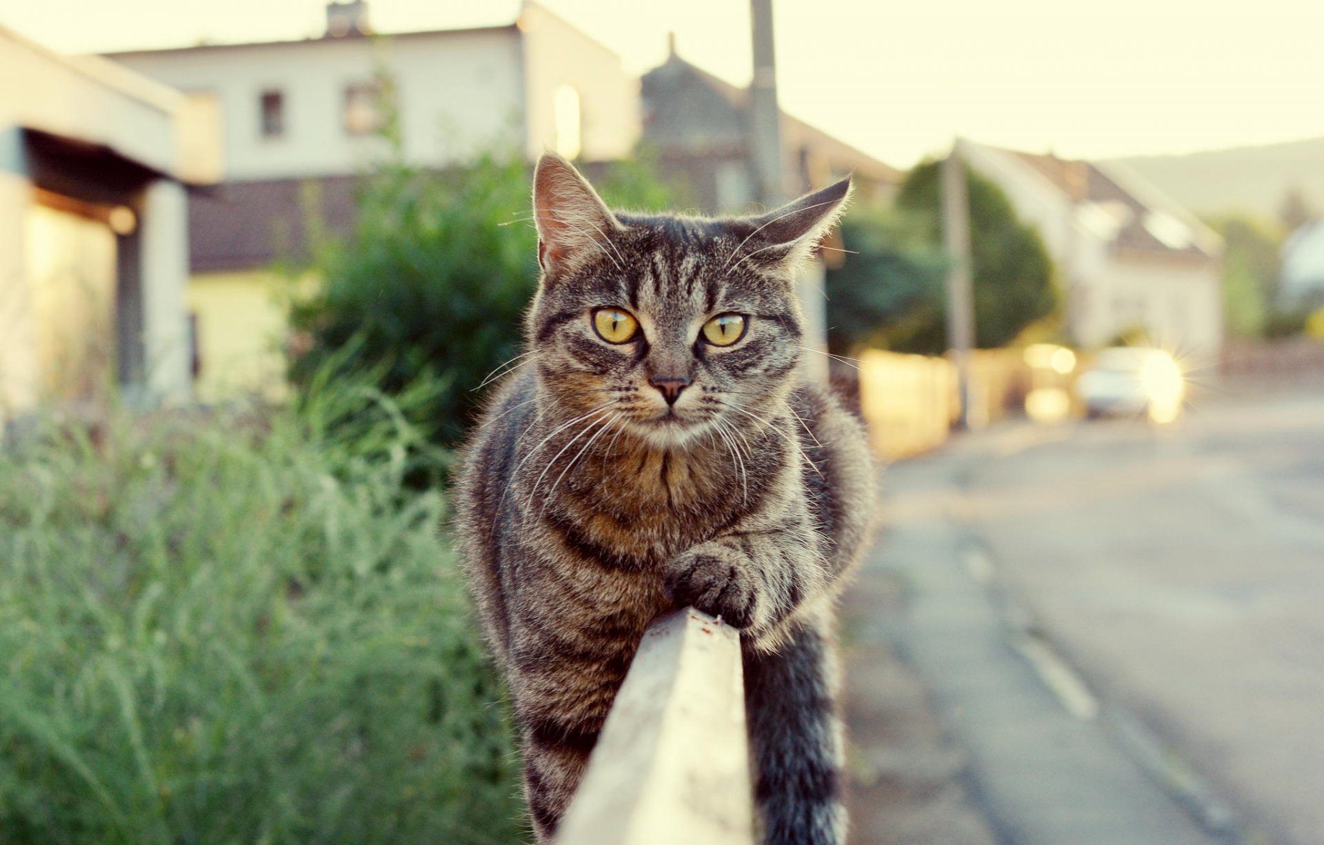 gatto lana vista recinto strada