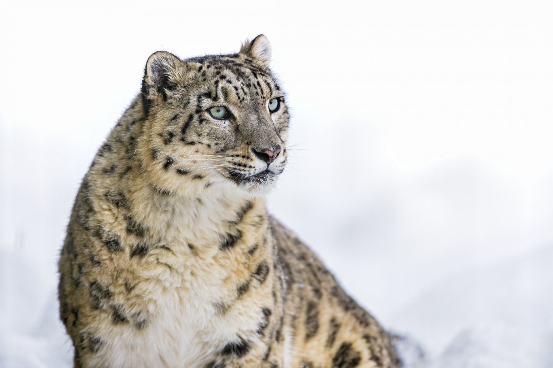 leopardo de las nieves irbis gato grande