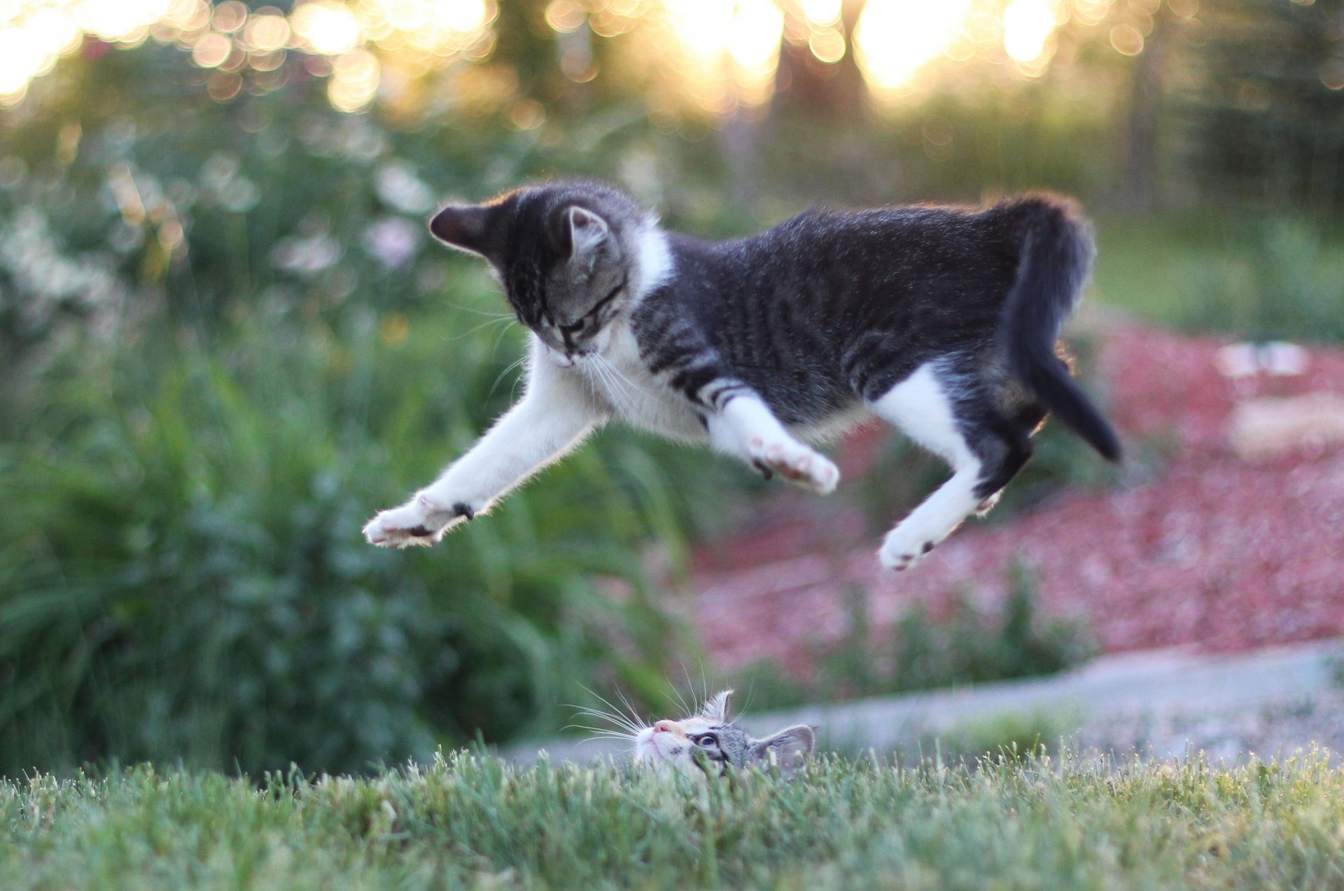 chatons jeu chats saut