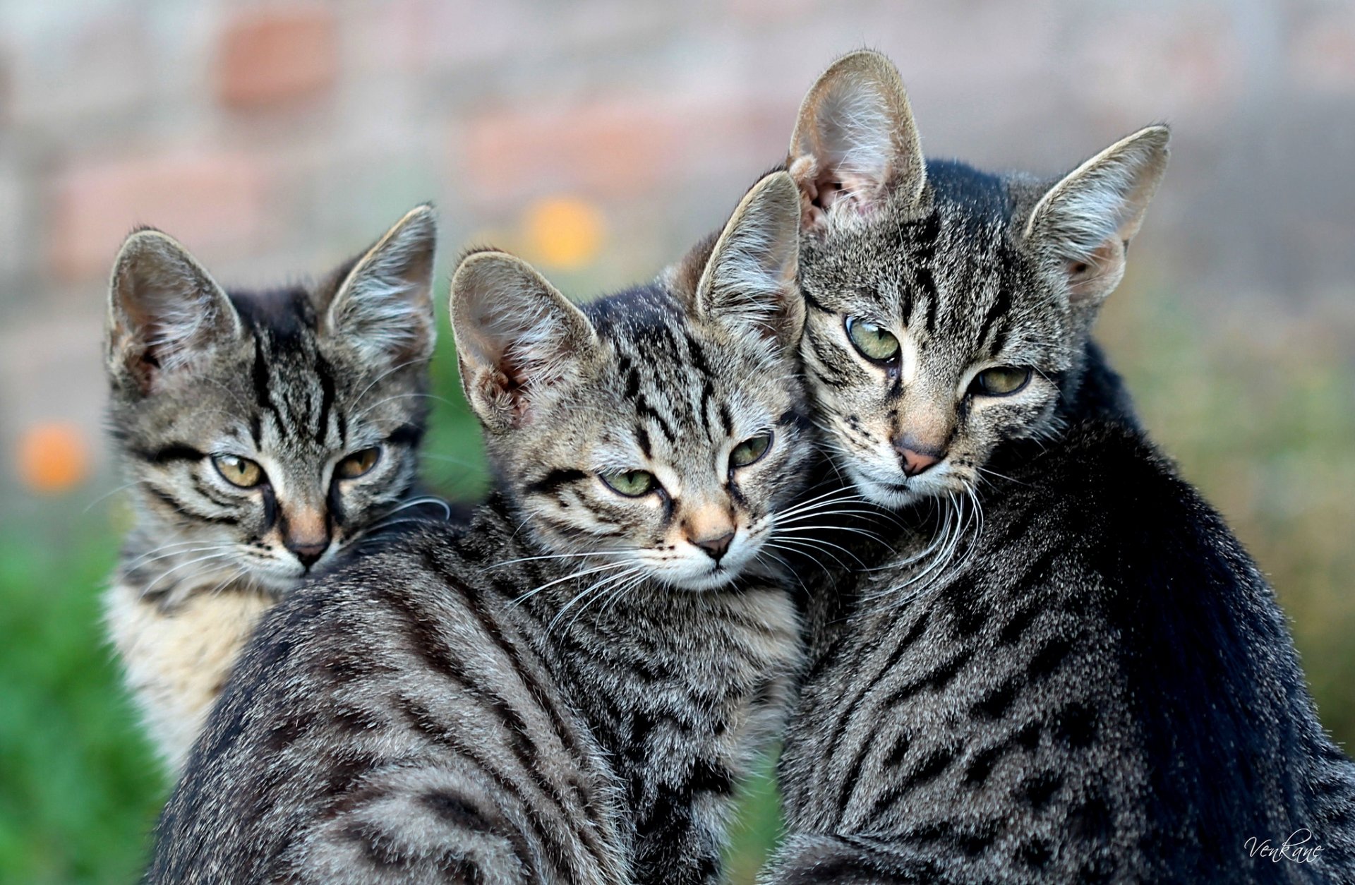 gato gatitos maternidad