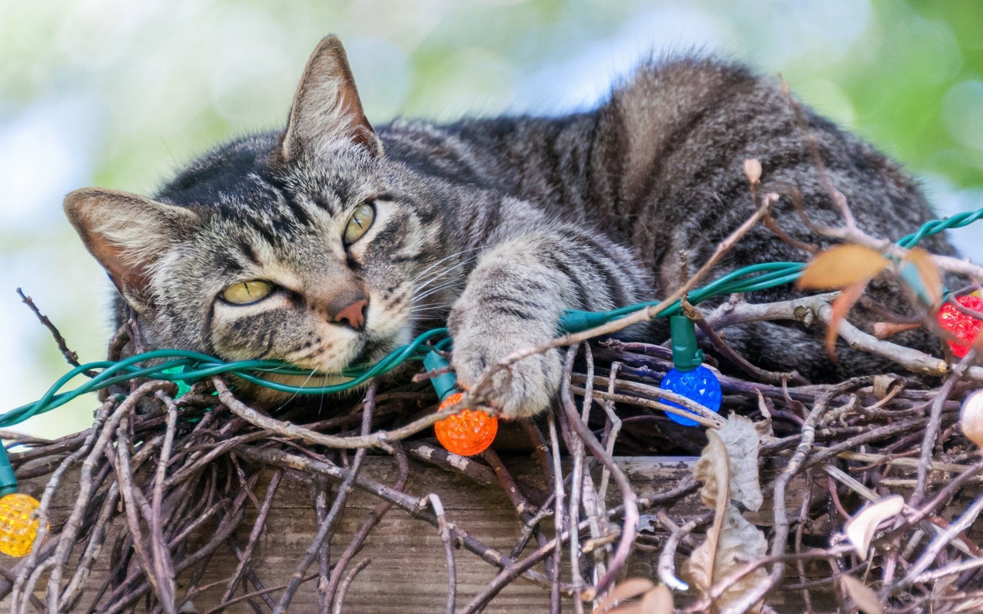 chat guirlande ampoules branches