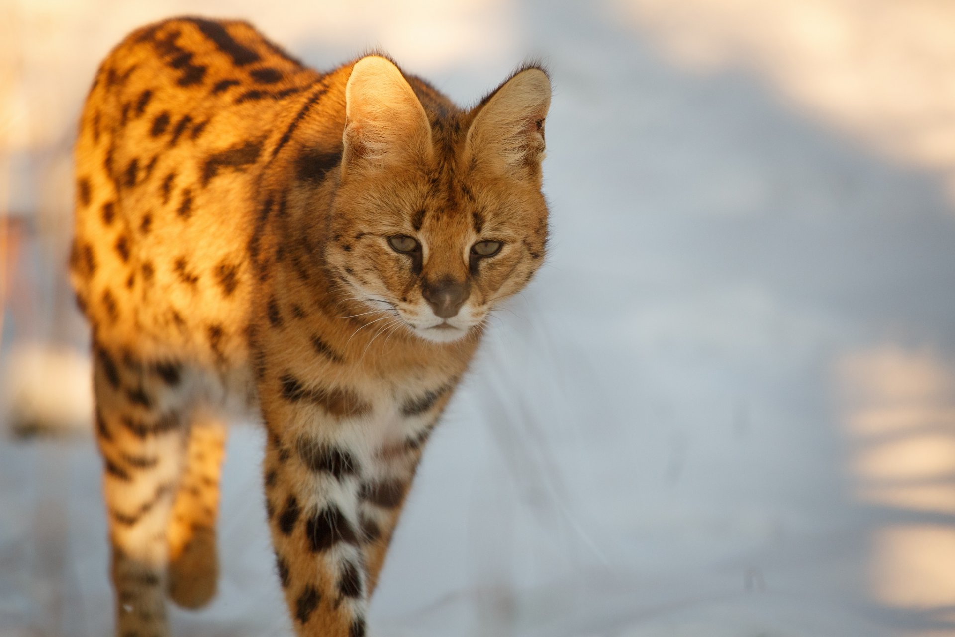 serval żbik uszy spojrzenie