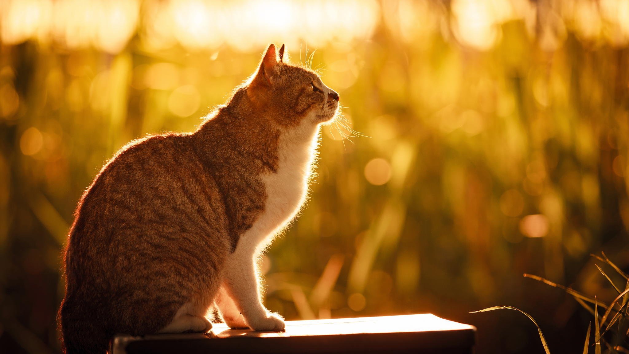 chat chat assis nature été soleil lumière herbe bokeh