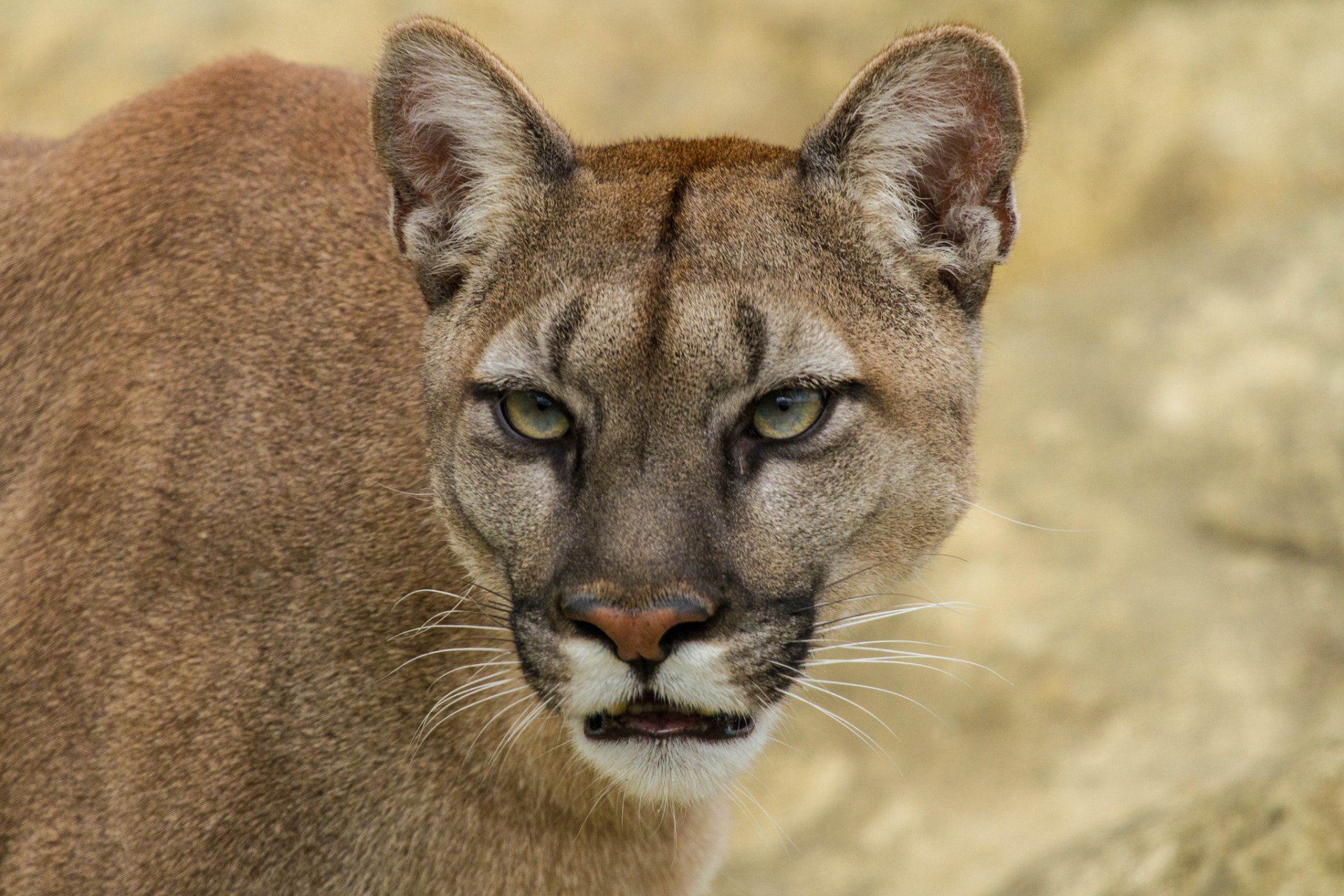 puma kuguar lew górski kot spojrzenie pysk