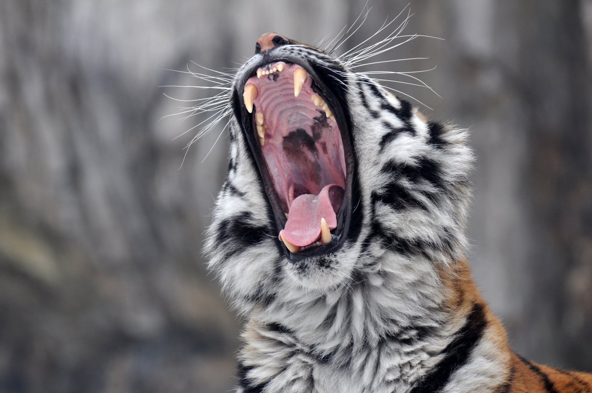 amur tiger wild cat predator face yawns fall fangs english