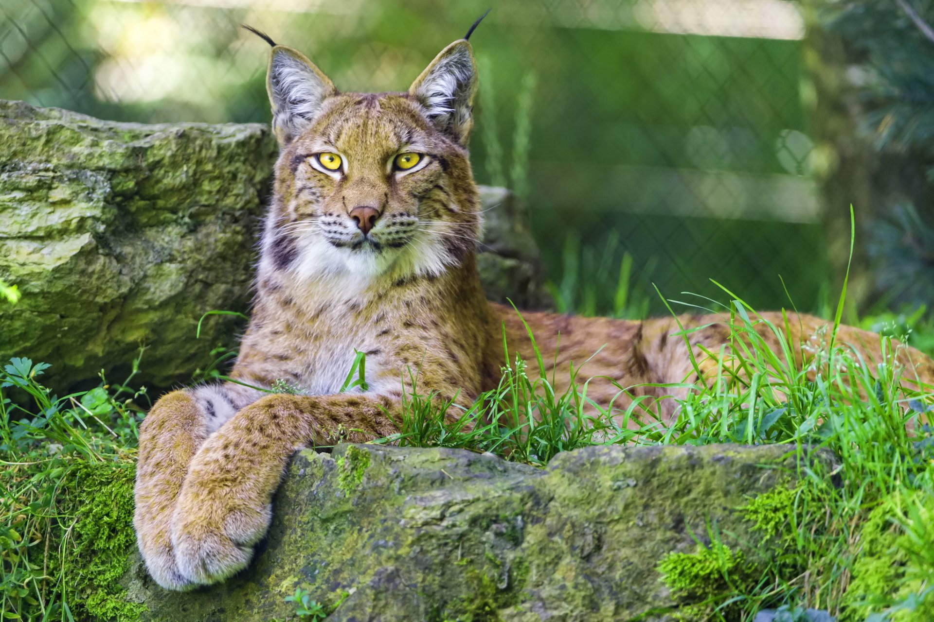 luchs raubtier ruhe pfoten blick wildkatze