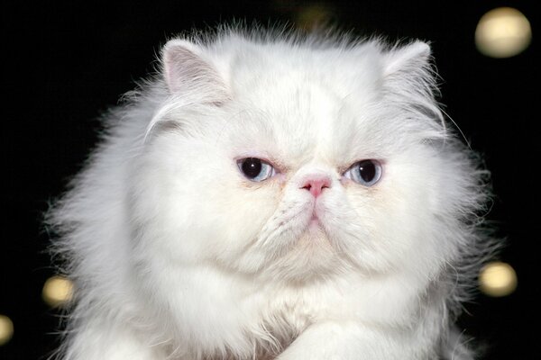 Gato persa blanco peludo. Fondo borroso