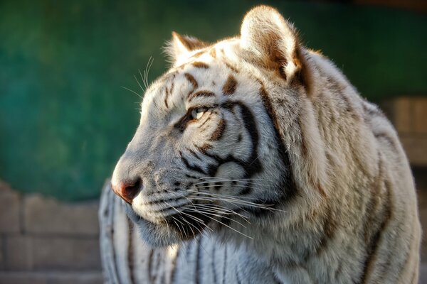 Le tigre blanc a un museau endormi