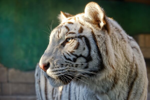 У белого тигра сонная морда